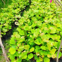 نهال کیوی هایوارد