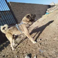 سگ سرابی|سگ|تبریز, |دیوار