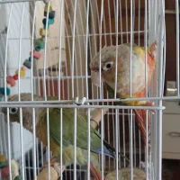 گرینچیک رقاص وسخنگو