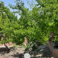 هرس انواع درخت هلو زردالو و گوجه سبز و...