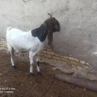 بز پاکستانی اصیل سانن شیری