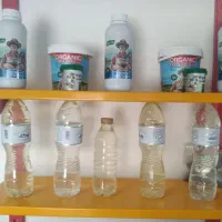 گلاب خانگی