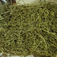 علوفه خرگوش یونجه خرگوش