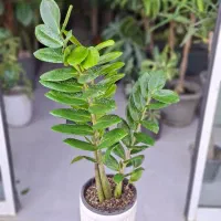 کامیس|گل و گیاه طبیعی|تربت‌حیدریه, بی بی حسنیه|دیوار