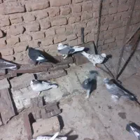 کبوتر کفتر|پرنده|قم, باغ شریفی|دیوار