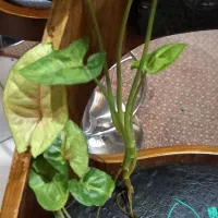 قلمه جوانه برگ انجیری،بامبوخاکی،..|گل و گیاه طبیعی|تهران, ابوذر|دیوار