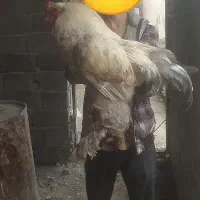 تخم نطفه دار برهما اصل