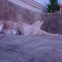 گربه|گربه|شهریار, شهریار|دیوار