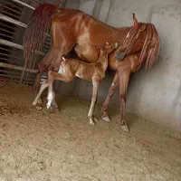 کره اسب دوخون .کره مارال