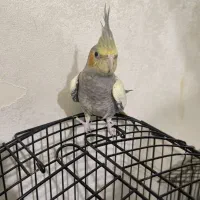 جوجه عروس هلندی