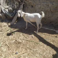 بزفروشی مری