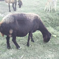 گوسفند ماده باردار|حیوانات مزرعه|گمیشان, |دیوار