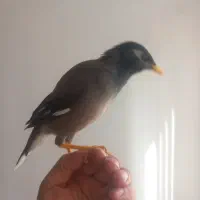 مرغ مینا سخنگو