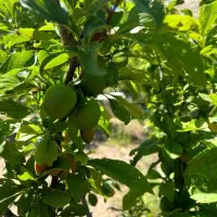 باغ-در-5-کیلومتری-مانده-به-اهر-از-تبریز