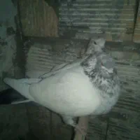 سه جفت پرشی