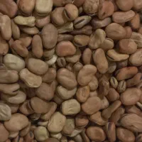 بذرباقلا زودرس هیستال