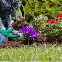 کلیه خدمات باغبانی هرس سمپاشی موتوری وبیل زنی