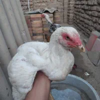 جوجه خروس و مرغ و جوجه مرغ