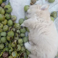 3میلیون فروش سگ نر پا کوتا