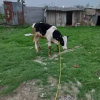 گاو‌گوساله نر اصیل|حیوانات مزرعه|صومعه‌سرا, |دیوار