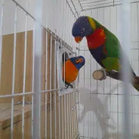 جفت لوری سخنگو و دستی