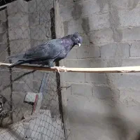 کفتر زاغ ماده