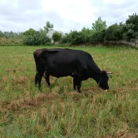 گاو وگوساله ماده دوماهه