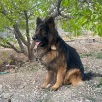 سگ نر ژرمن شولاین
