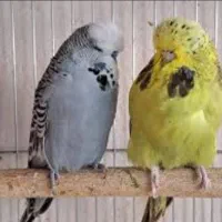 مرغ عشق انگلیسی رینبو|پرنده|مشهد, شهرک امام هادی (شهرک غرب)|دیوار