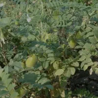 بلبلی نخود