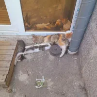 گربه با ۳ عدد بچه گربه