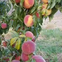 پیش فروش ویژه نهالستان عرفان امیرپور|خدمات باغبانی و درختکاری|کرمان, |دیوار