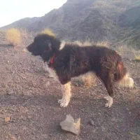 خراسانی سرابی سگ توله قدریجونی