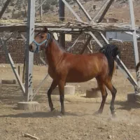 مادیان کرد اصیل