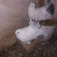 کبوتر دم چتری پرپا کله لرزون|پرنده|گلبهار, شهر جدید گلبهار|دیوار