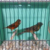 قناری سرخ سوخته