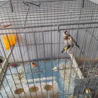 پرنده سهره نر و ماده جفت