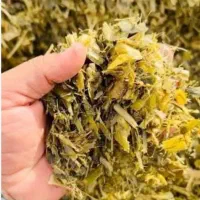 فروش ۳۰ تن ذرت علوفه‌ای