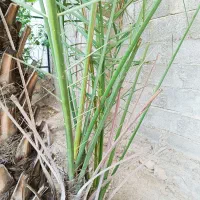 نخل|گل و گیاه طبیعی|خورموج, |دیوار