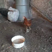 باسلام یکجوجه‌خروس‌به‌فروش‌میرسد