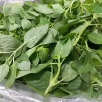 ریحون بسته بندی