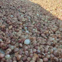 فروش پیاز اورگانیک به صورت عمده و خرده|خوردنی و آشامیدنی|سجاس رود, |دیوار
