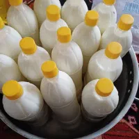 دوغ بز سانن