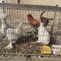 فروش مرغ محلی و تخم مرغ محلی و اردک و تخم اردک