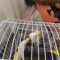 یک جفت مرغ عشق و یک جفت عروس هلندی|پرنده|علیآباد کتول, |دیوار