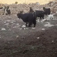 باسلام ۲۵ راس بز زاییده با ۲۵ راس بزغاله شیری