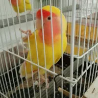 طوطی برزیلی دستی