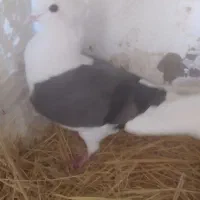 کبوتر سالم شوسی|پرنده|بیرانوند, |دیوار