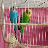 مرغ عشق