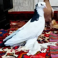 کبوتر|پرنده|تبریز, |دیوار